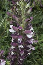 Image result for Acanthus hungaricus