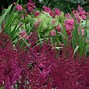 Image result for Astilbe Troll (Chinensis-Group)