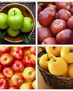 Image result for Organic Apple Tree Seeds