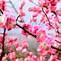 Image result for Plum Blossom China