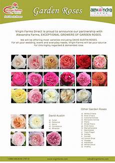 Garden Roses Chart Farms First Class For Flowers