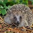 Image result for Hedgehog Life Cycle Diagram
