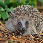 Image result for A Life Cycle of a Hedgehog All Lable