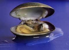 Image result for Opened Clam