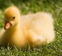 Image result for Duck Yellow Apple