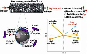 Image result for E. Coli Long-Term Evolution Experiment