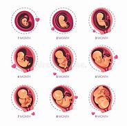 Image result for 1 Month Foetus