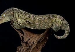 Image result for Largest Gecko