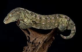 Image result for Biggest Gecko in the World