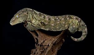Image result for Large Gecko