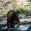 Image result for Black Bear Scary