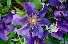 Image result for Sapphire Indigo Clematis