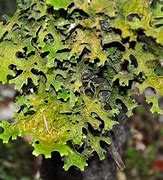 Image result for Edible Lichen