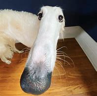 Image result for Kermit Meme Long Face Dog