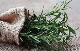 Image result for Memory Herb