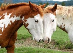 Image result for Appaloosa Wallpaper