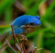 Image result for Cute Blue Frog