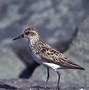 Image result for Calidris minutilla