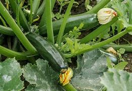 Image result for Growing Zucchini Squash