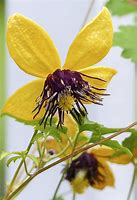Image result for Clematis Foliage