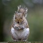 Image result for Squirrel Dance