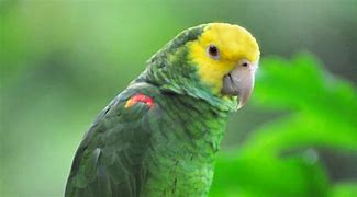Image result for Double Yellow Head Amazon Parrot