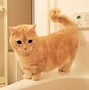 Image result for Ginger Munchkin Cat