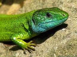 Image result for Lacerta Viridis