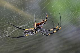 Image result for Spiders That Are Venomous