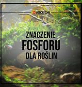 Image result for co_to_znaczy_Żółty_fosfor