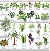 Image result for How to Identify Houseplants
