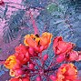 Image result for Orange Desert Flowers Arizona