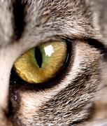 Image result for Fishing Cat Eyes