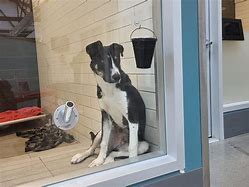 Image result for Clinton County PA SPCA