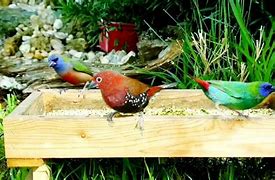 Image result for Nature Sounds Birds