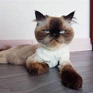 Image result for iPhone Notch Haircut Cat