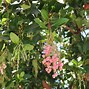 Image result for Arbutus unedo PEACE 