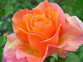Image result for Most Popular Hybrid Tea Roses