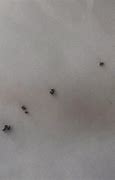 Image result for Black Bed Bugs