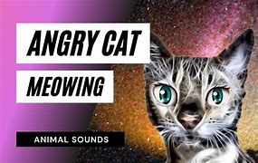 Image result for Angry Cat Meow Meme