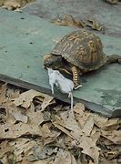 Image result for Turtle Eats Mouse