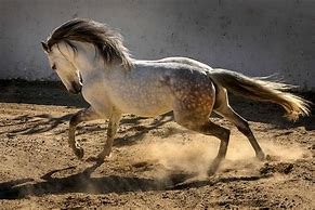 Image result for Lusitano