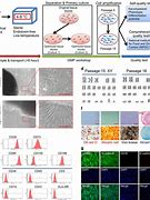 Image result for Umbilical Cord Cell Storage