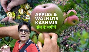 Image result for Kashmir India Apple