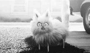 Image result for Animated Scared Cat
