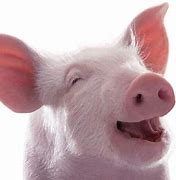 Image result for Smilling Pig