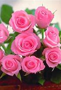 Image result for Cute Flowers Images Download