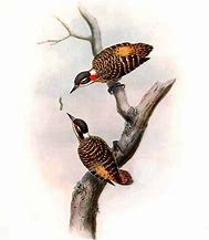 Image result for Dendrocopos temminckii