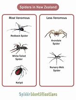 Image result for NZ Spiders Identification Chart