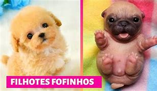 Image result for Cachorro Maior Do Mundo